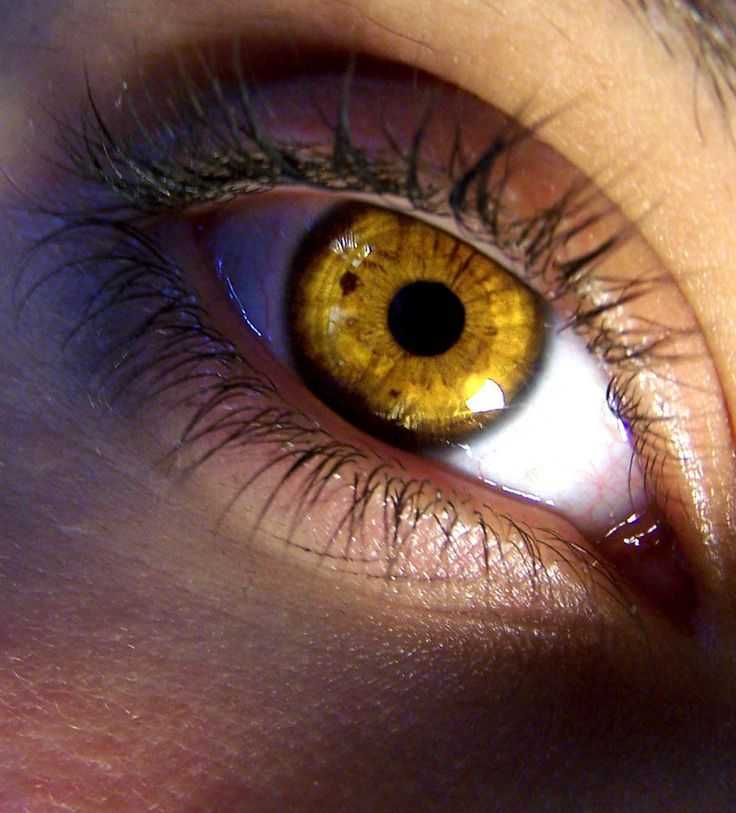 Янтарный цвет глаз очень редкий Это обусловлено тем, что в организме таких людей есть недостаток меланина, который позволяет обычным карим глазам иметь
