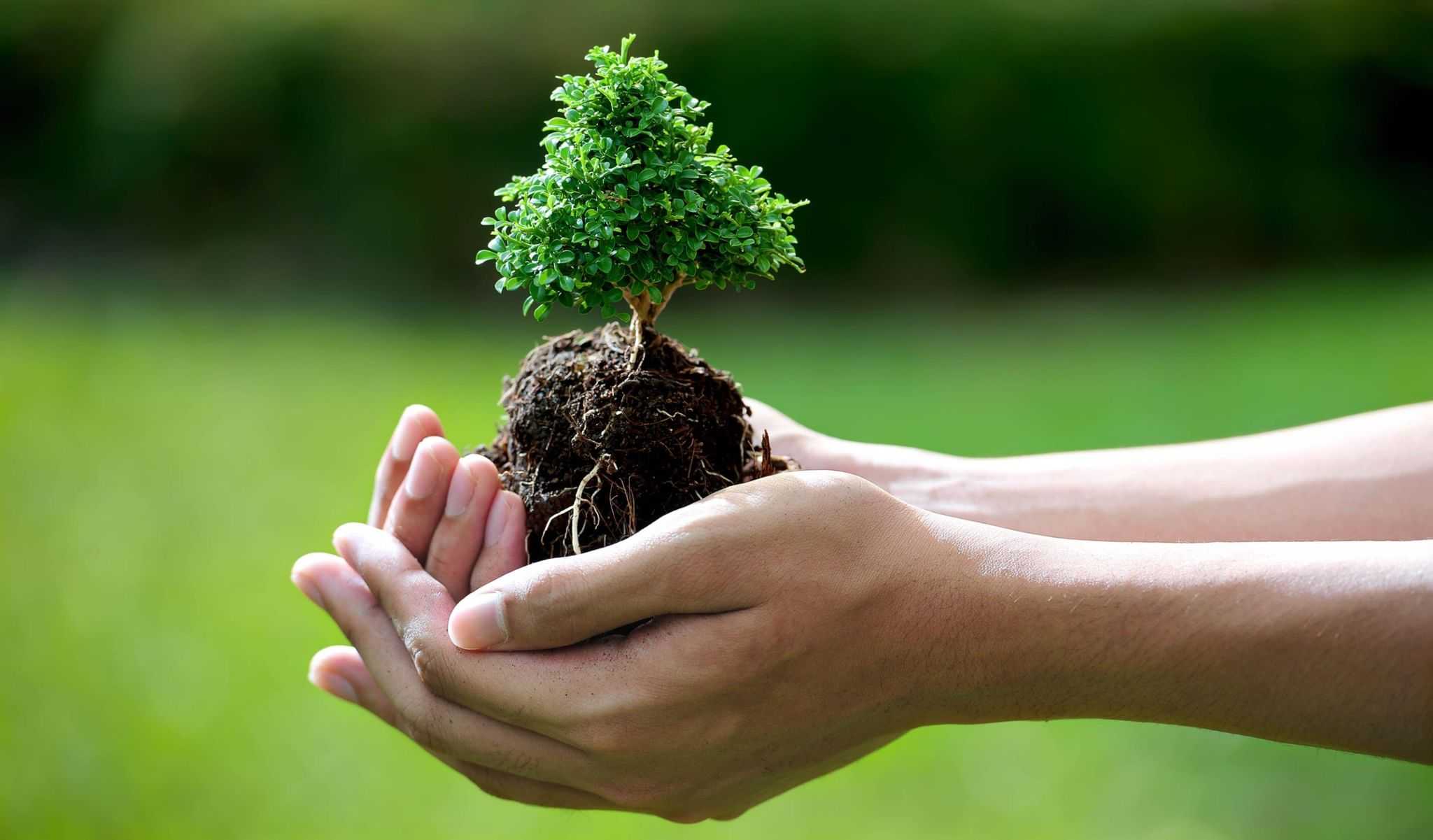 «лесной долг» человечества: не уничтожай, а сохраняй