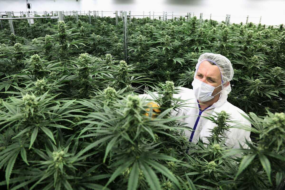 как выращивать марихуану в россии