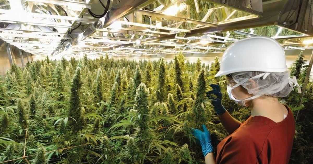 Как официально выращивать коноплю сколько можно выращивать марихуану для себя