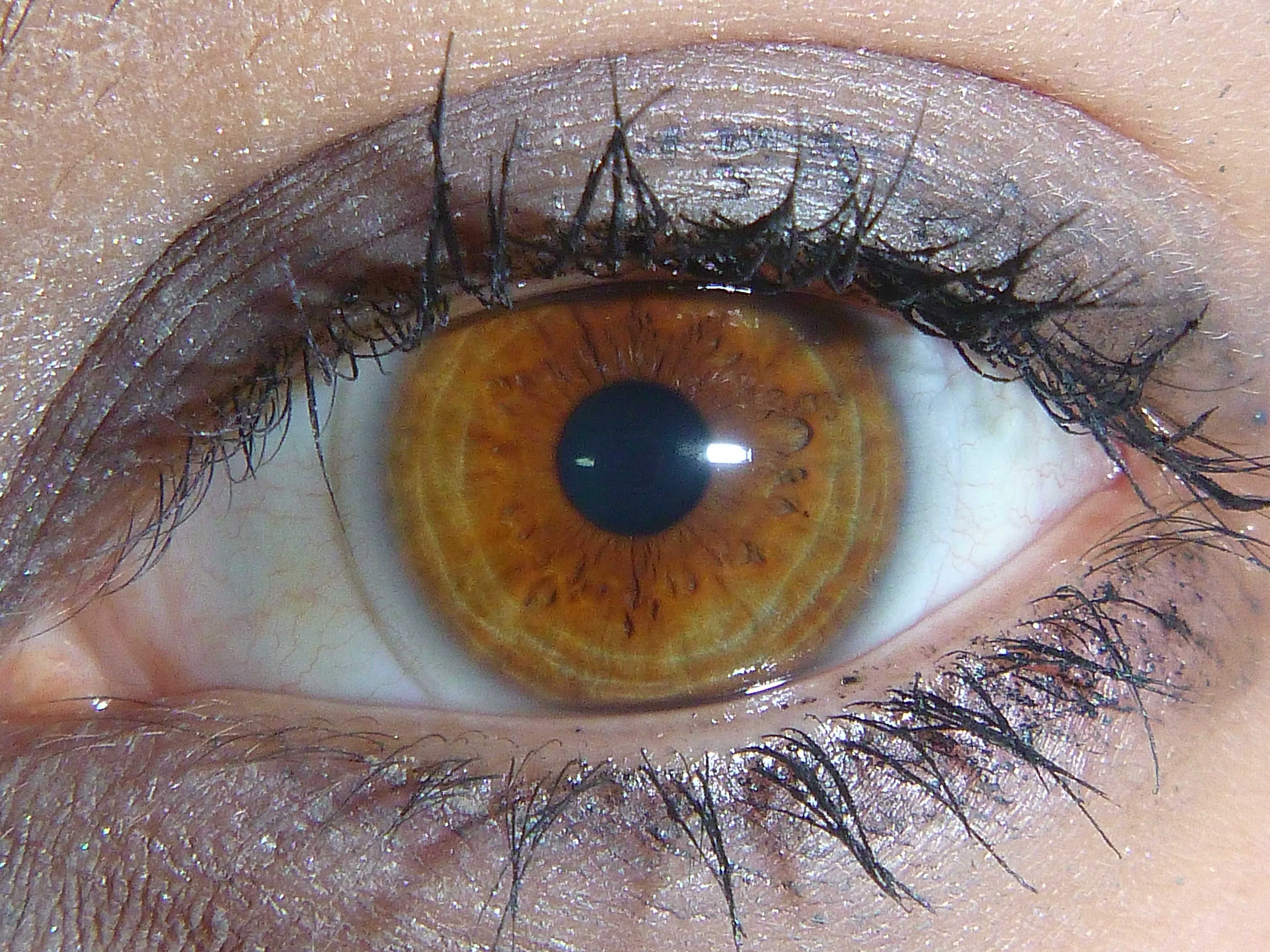Разновидности и уникальные особенности янтарного цвета глаз. характер по цвету глаз: как определить