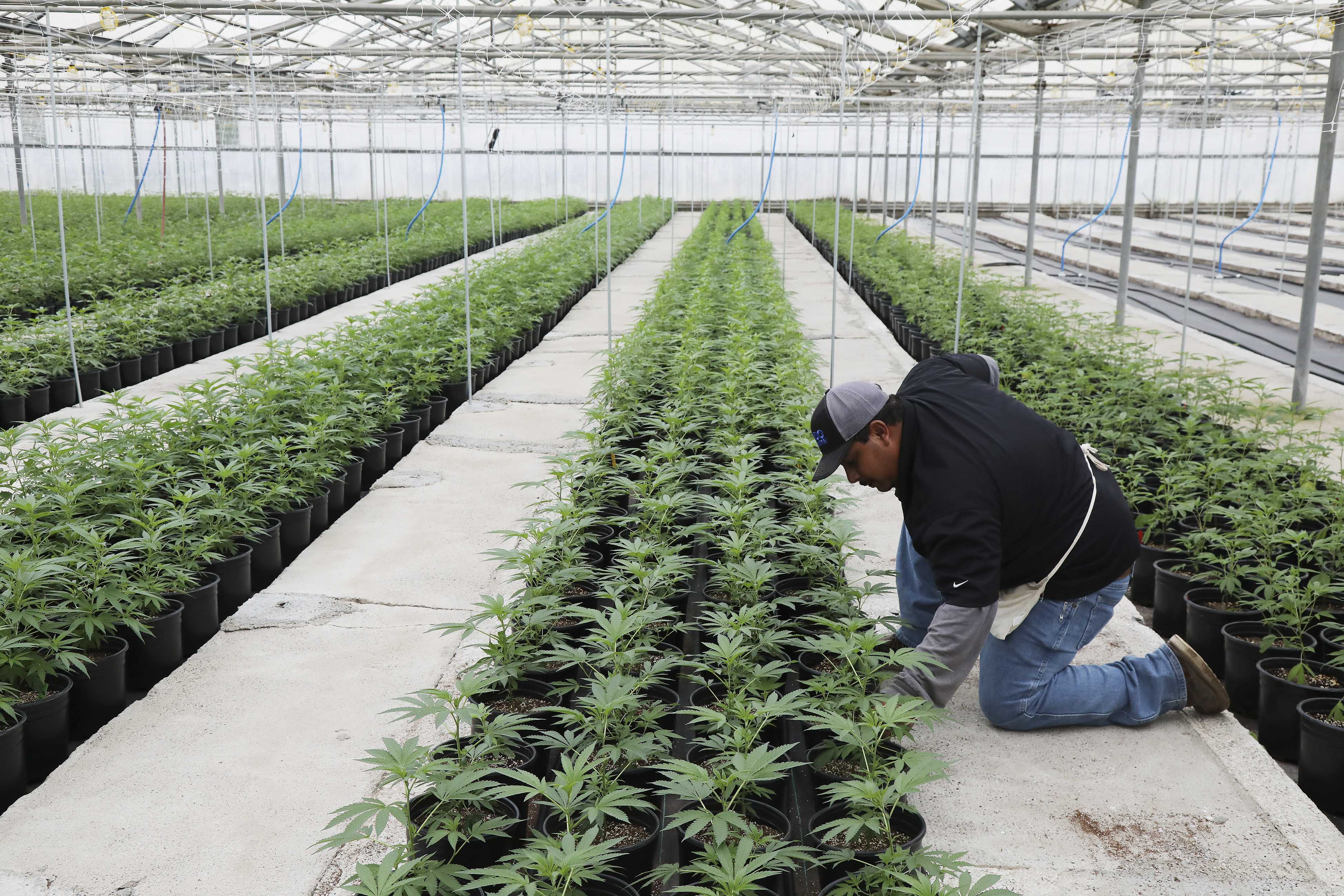 Промышленное выращивание марихуаны как действует марихуана на организм