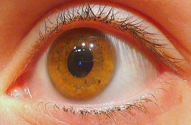 Янтарный цвет глаз - значение, особенности