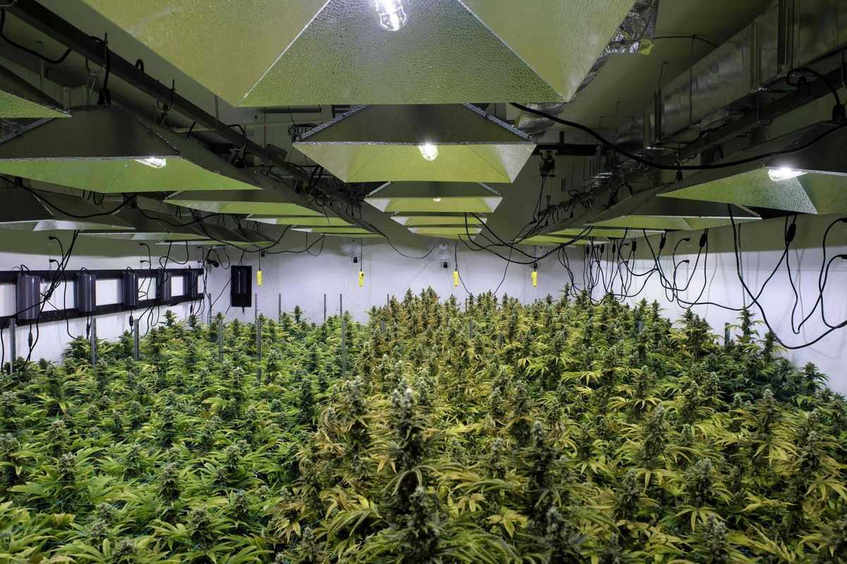 Голландия плантации марихуаны посадка марихуаны и уход